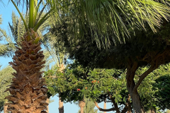svoe_hg_56