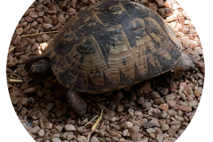 svoe_agadir_rund-19