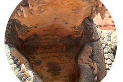 svoe_agadir_rund-26