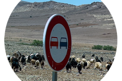 svoe_agadir_rund-72