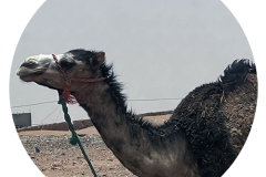 svoe_agadir_rund-93
