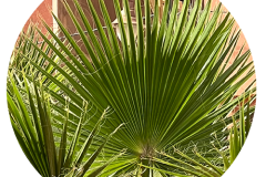 svoe_agadir_rund-94
