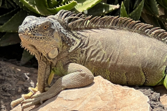 svoe_agadir_45