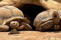 svoe_agadir_47