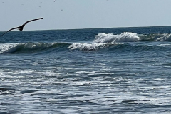 kSvOe_1152